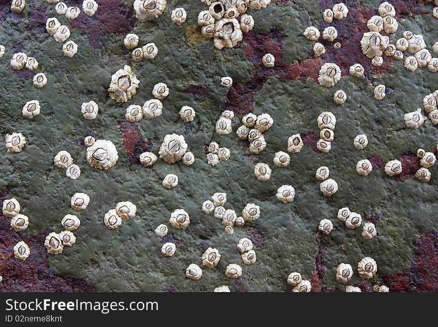 Shells on the stone.