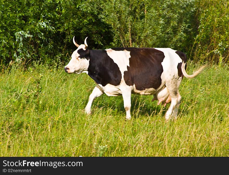 At the cow attacked gadflies and she runs away from the pasture. It can be seen waving its tail. At the cow attacked gadflies and she runs away from the pasture. It can be seen waving its tail.