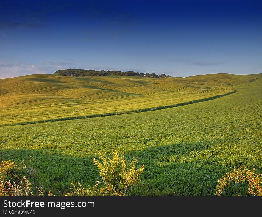 Detail of Tuscan Countryside, Italy