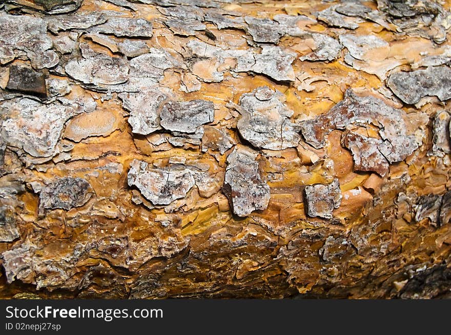 Pine bark texture.