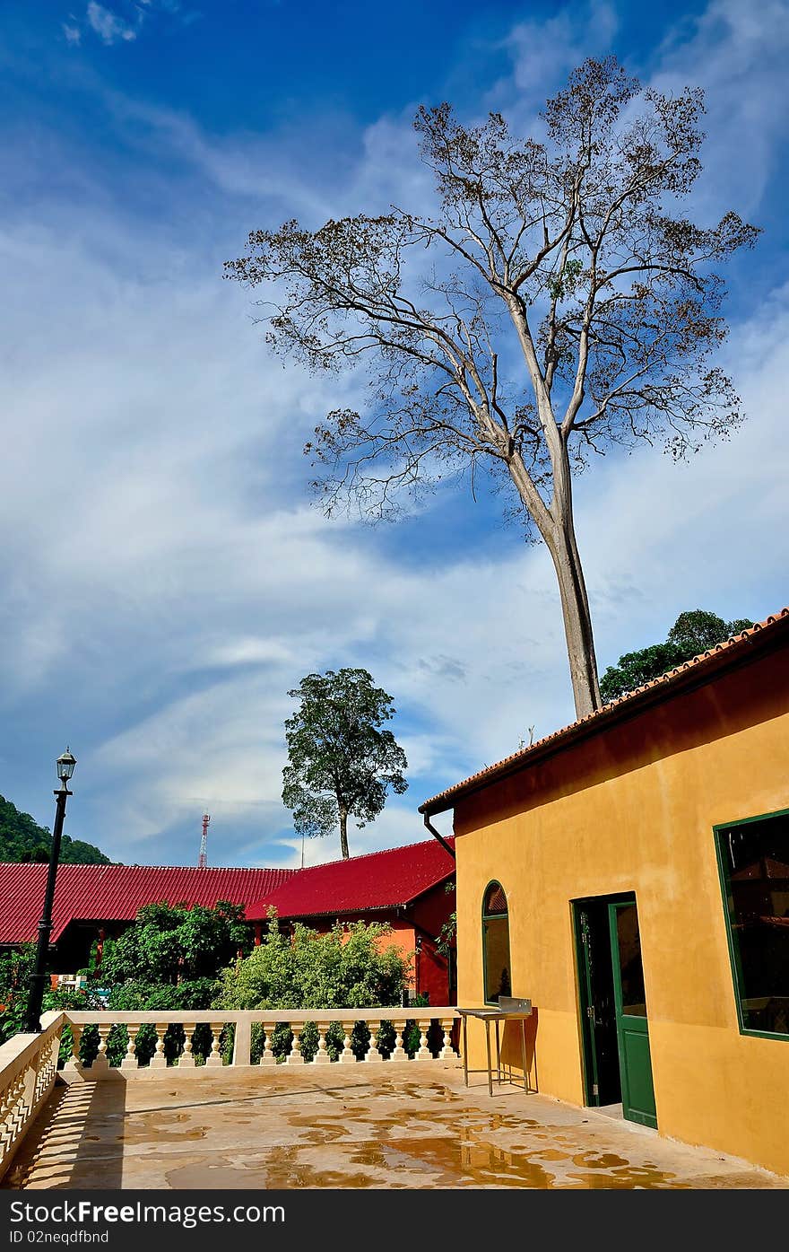 The big tree behind a house