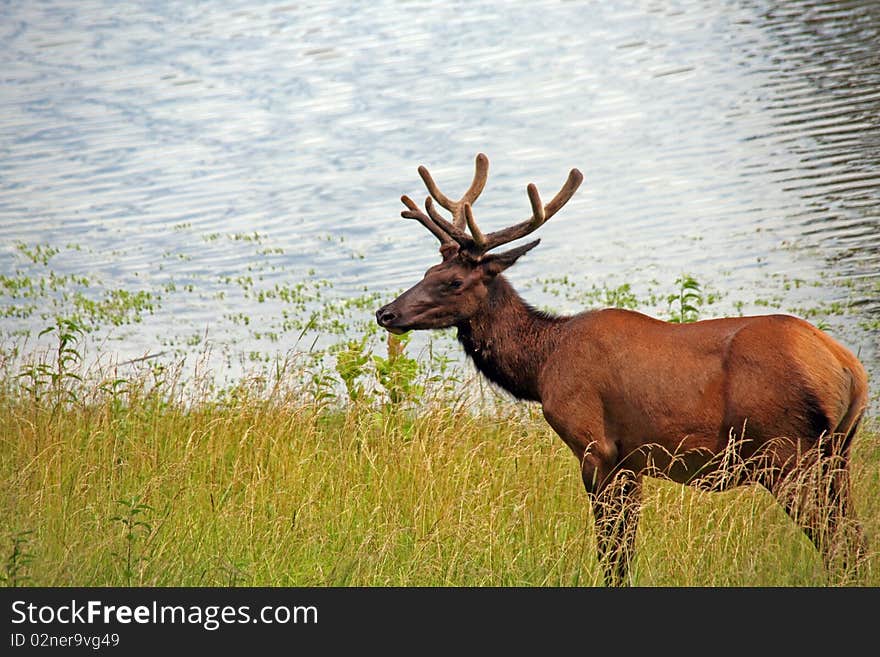 Bull Elk