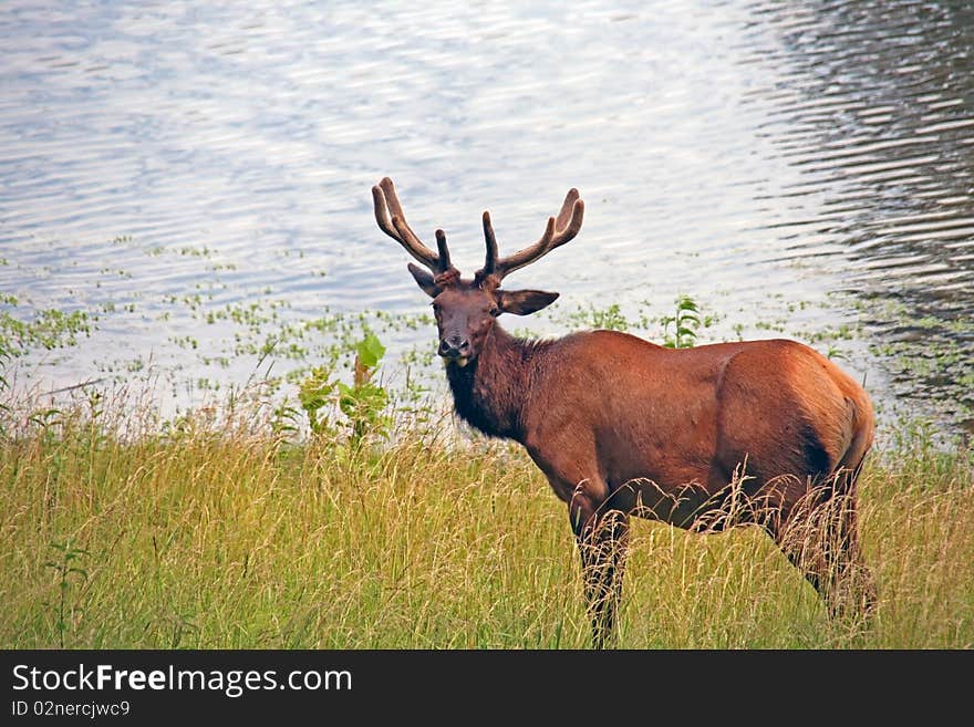 Bull elk with velvet antlers