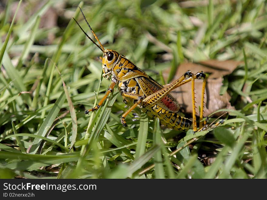 A floridian grasshopper is walking on the grass in Everglades National Park. A floridian grasshopper is walking on the grass in Everglades National Park