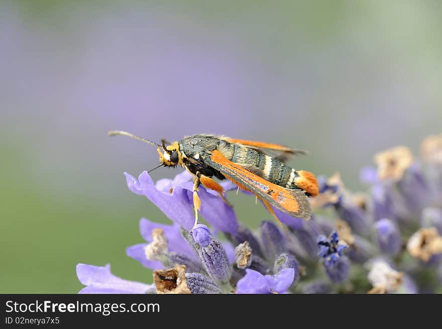 A rare butterfly is resting on a lavander flower