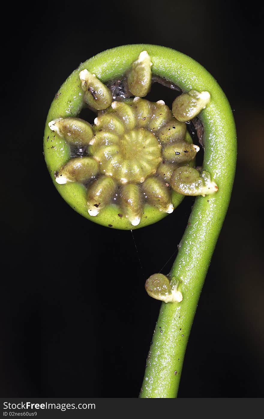 A new palm is growing in the dark of ecuadorian forest. A new palm is growing in the dark of ecuadorian forest