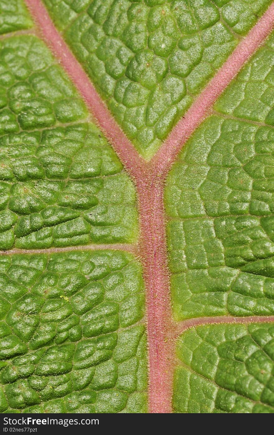 A macro picture of a part of an ecuadorian leaf