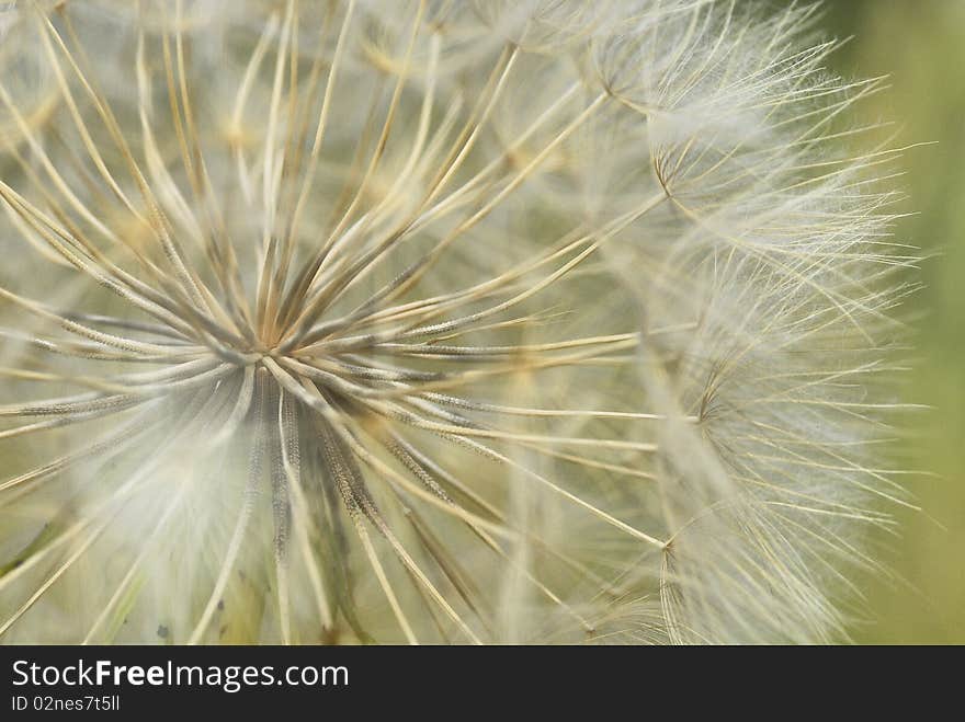 A tipical tuscan wild flower waiting for the wind. A tipical tuscan wild flower waiting for the wind