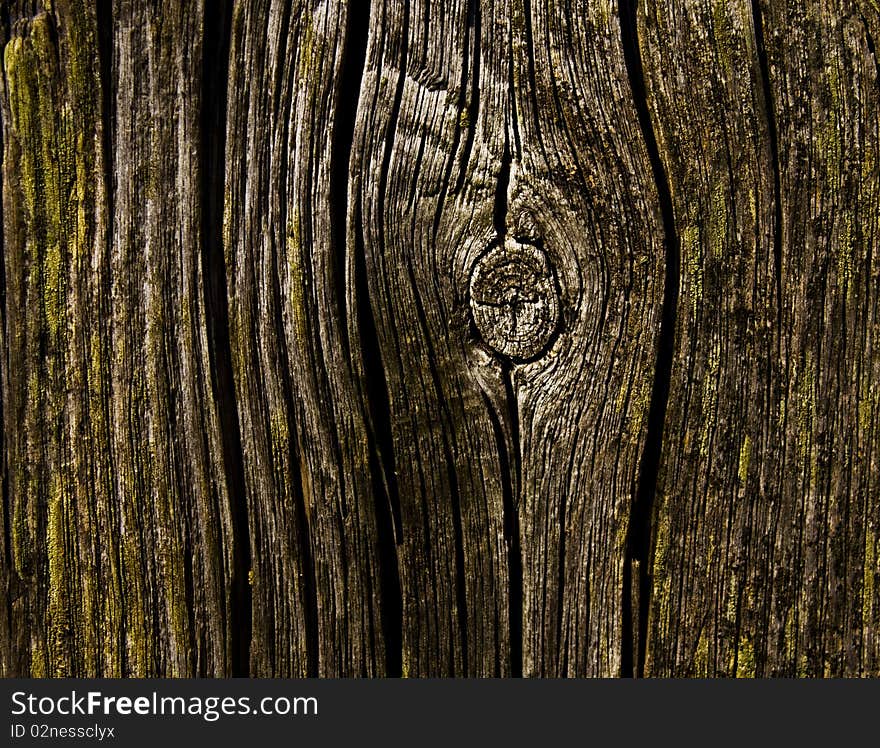 Old tree stump