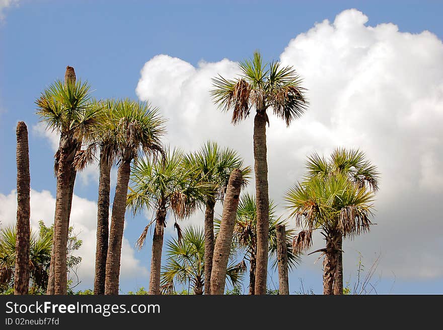 Palm Trees And Clouds