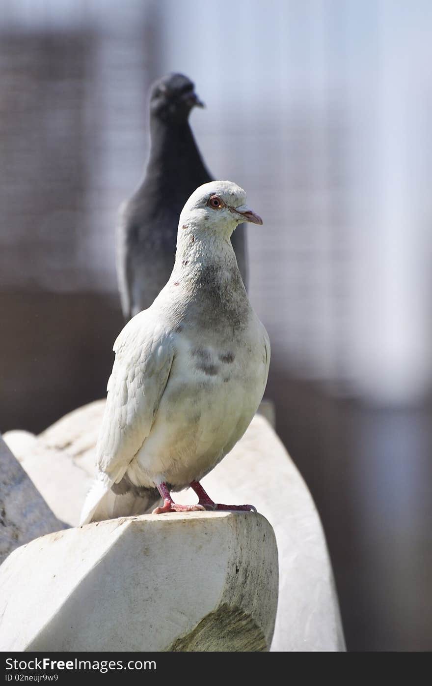 Two pigeons, one in front of another. sitting on a rock.