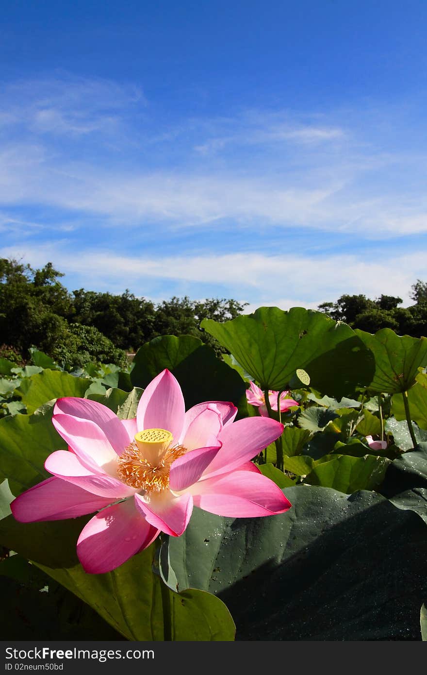 A pink lotus under blue sky in the garden.