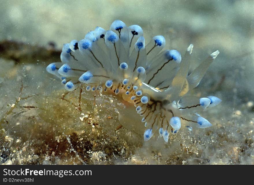 Janolus Cristatus snail searching for food