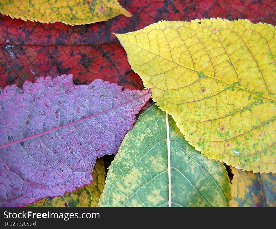 Colored leaves of autumn