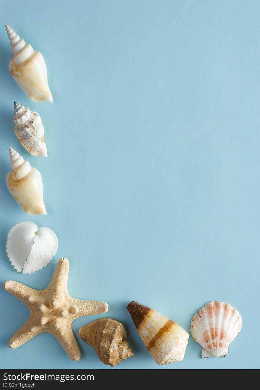 Seashells on a sheet of shaggy paper. Seashells on a sheet of shaggy paper