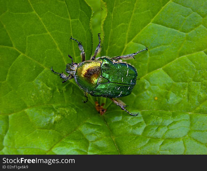 The Flower Chafer on a leaf