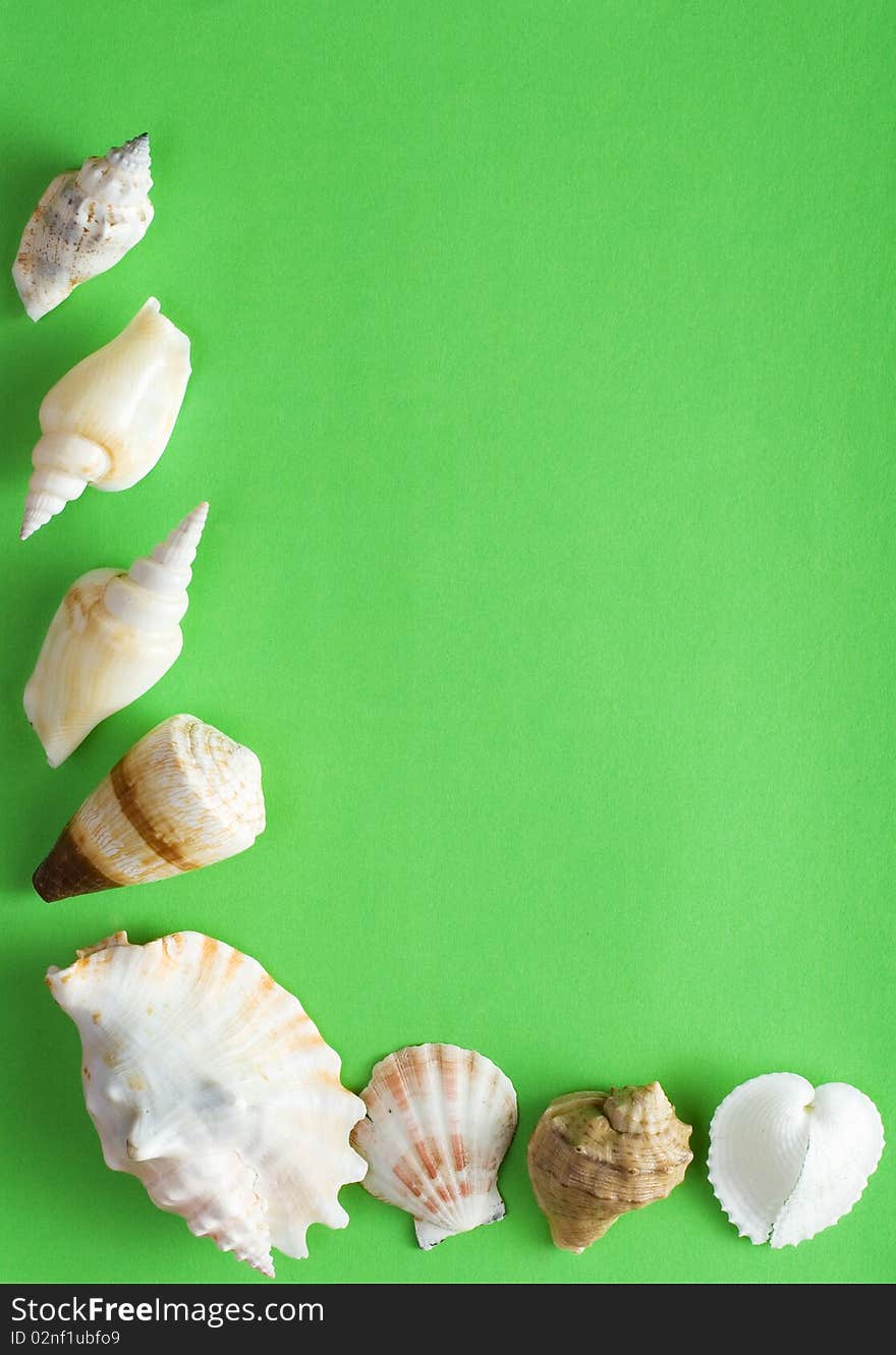 Seashells on a sheet of shaggy paper. Seashells on a sheet of shaggy paper