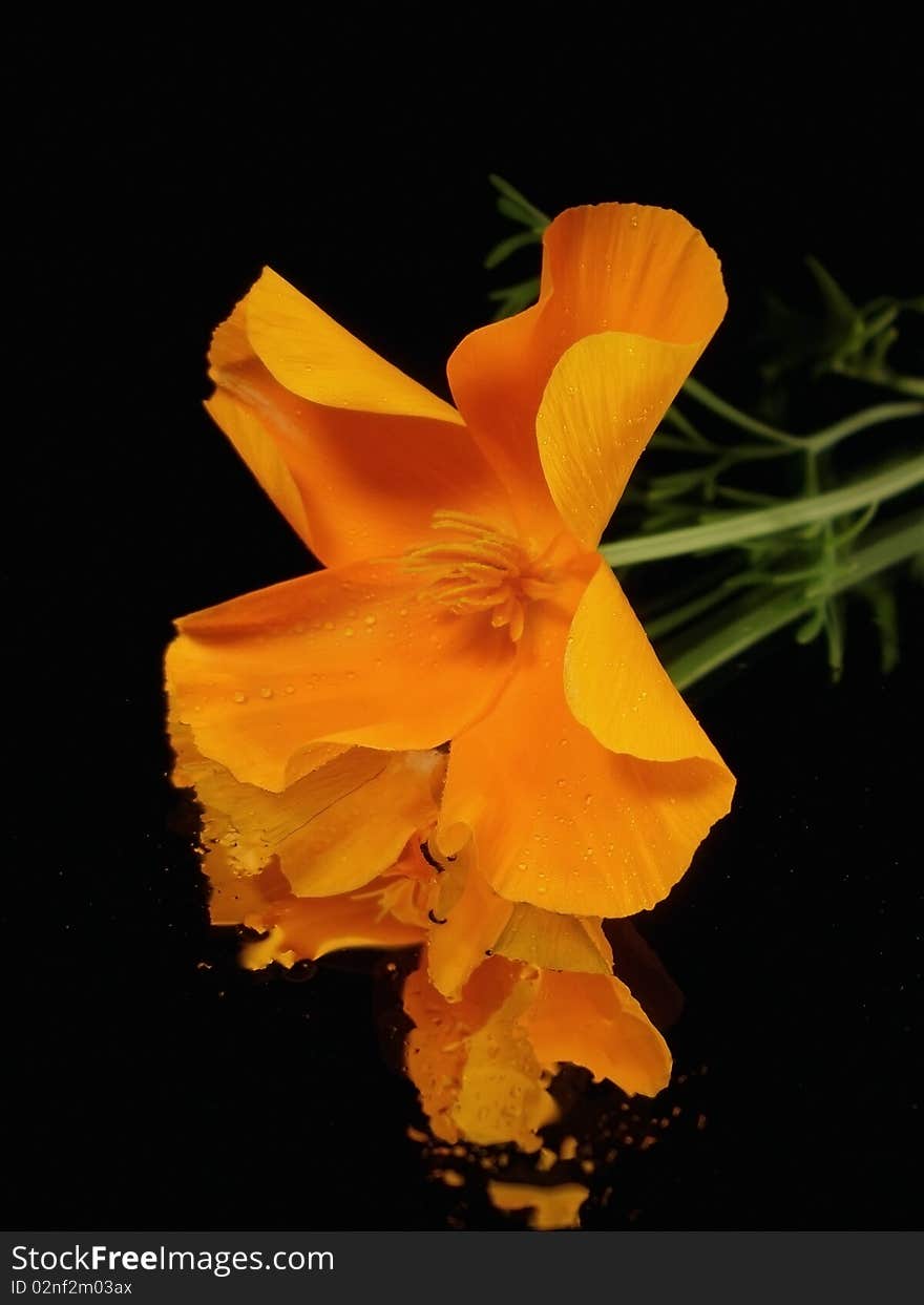 Orange flower