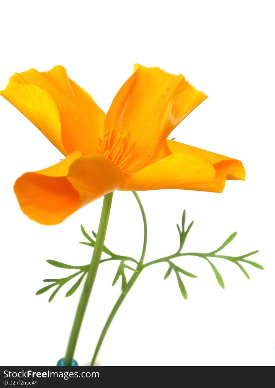 Orange flower