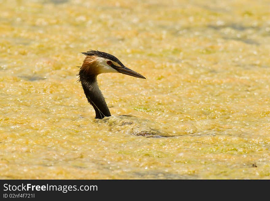 Great Crested Grebe caught in yellow