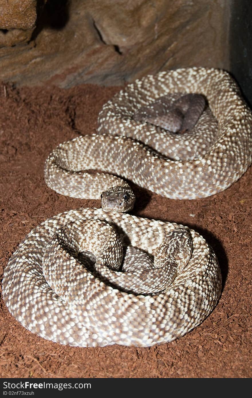 Uracona Rattelsnakes Pair