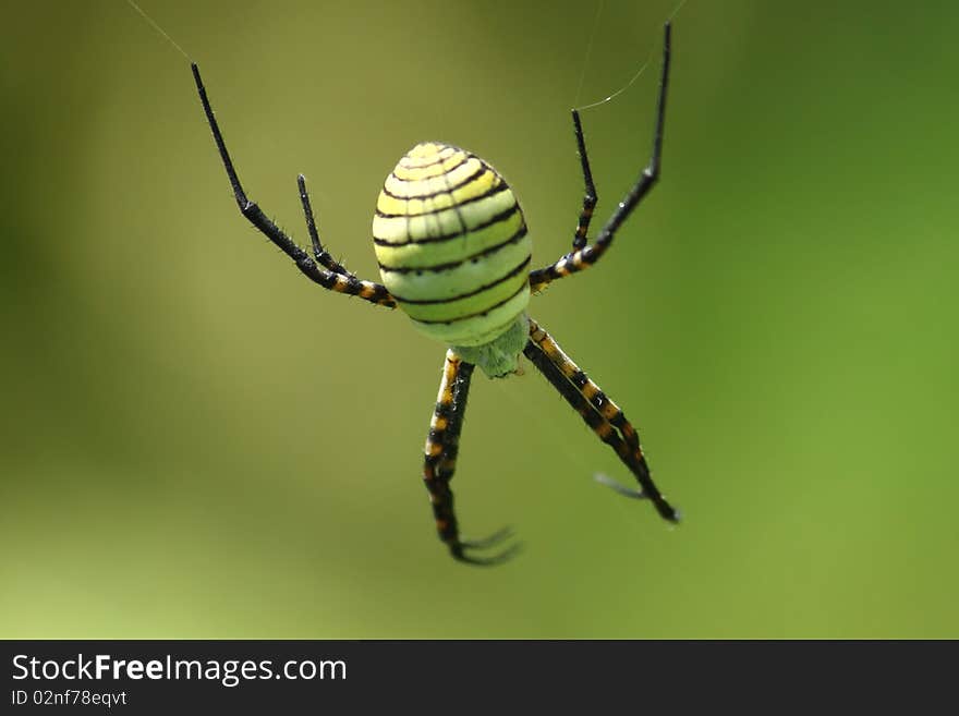 A big creepy looking spider from above on green background. A big creepy looking spider from above on green background.