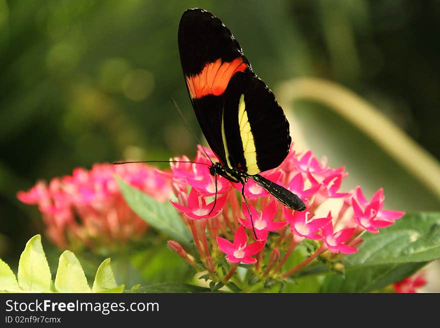 Colorful Butterfly