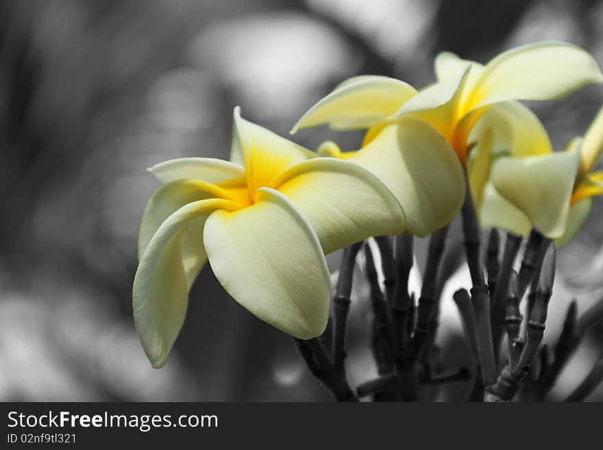 Selective Color Flowers