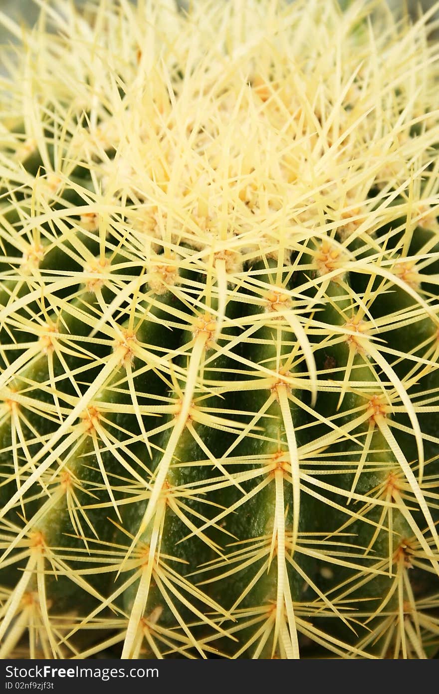 Cactus close up vertical picture.