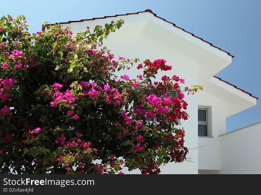 Branches with flowers and home in summer day. Clear blue sky background. Branches with flowers and home in summer day. Clear blue sky background.