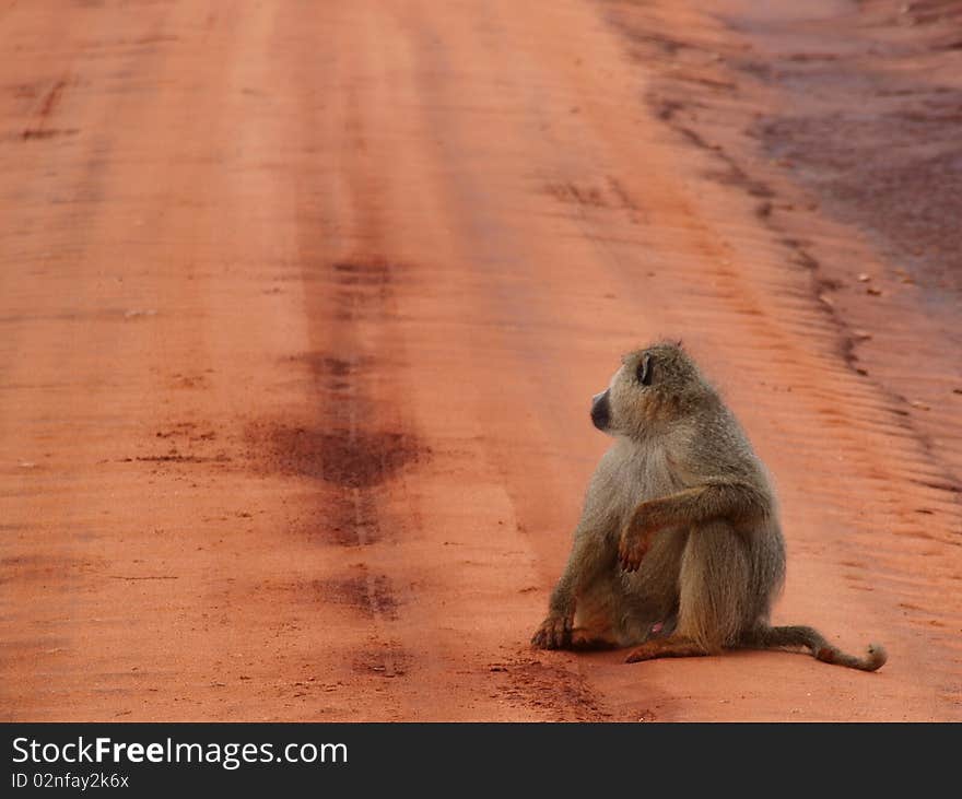 Baboon in Tsavo National Park, Kenya