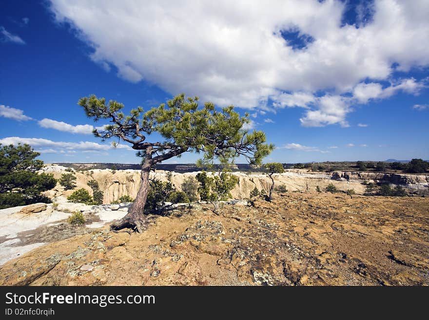 Lonely Tree in El Morro National Monument