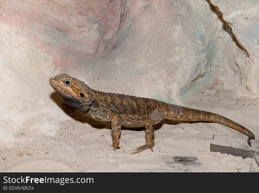 Agama or Bearded Dragon (Pogona vitticeps)