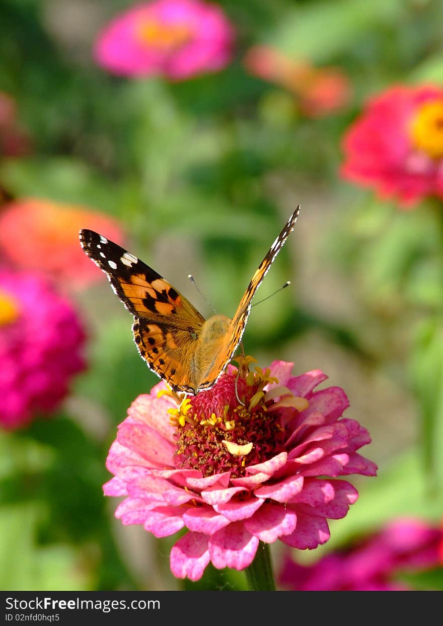 Butterflies in the garden of the  grandmother. Butterflies in the garden of the  grandmother