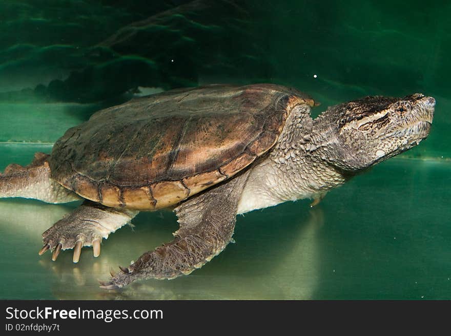 Alligator Snapping Turtle