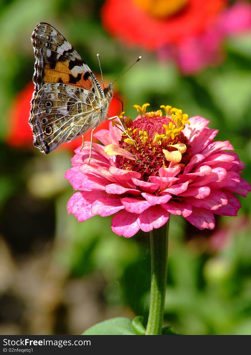 Butterflies in the garden of the grandmother. Butterflies in the garden of the grandmother