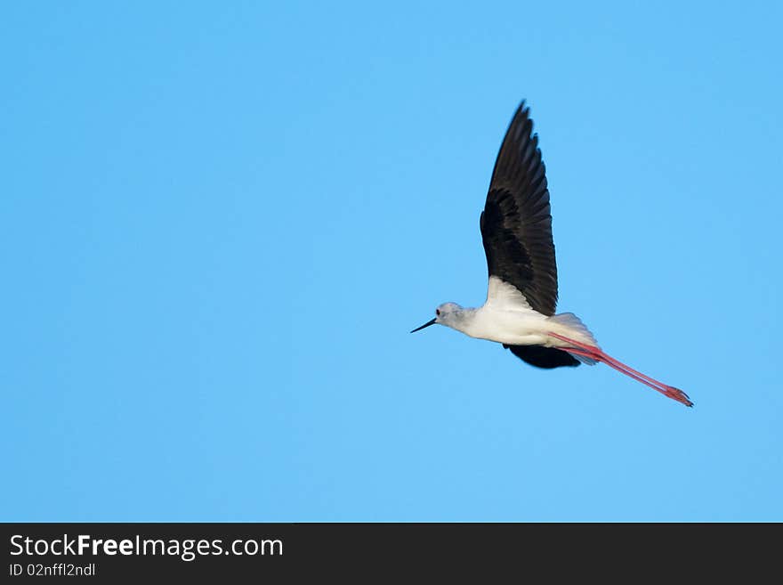 Black Winged Stilt