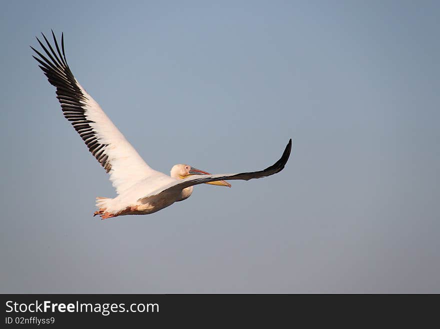 Flying Pelican