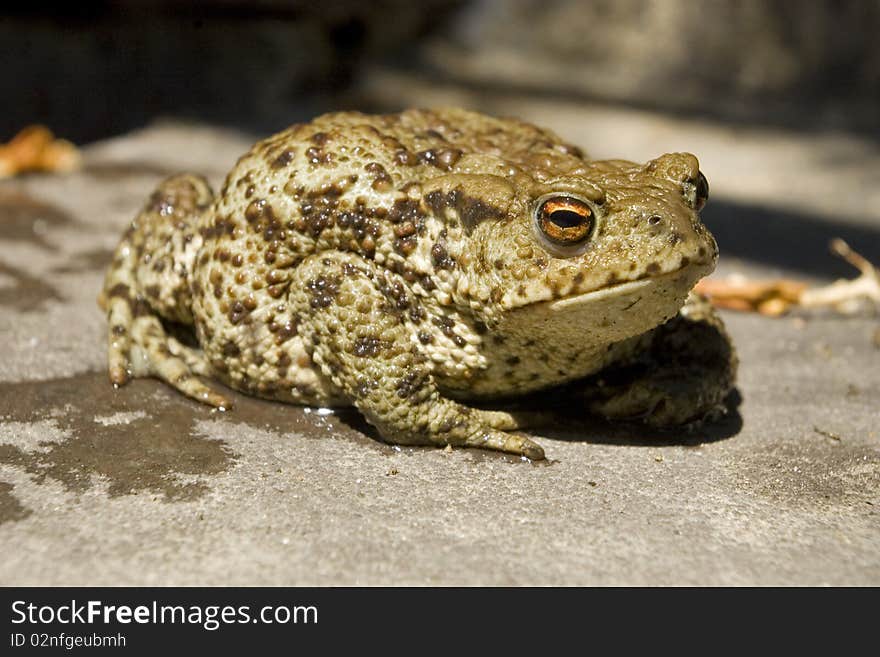 Wet toad preparing to jump