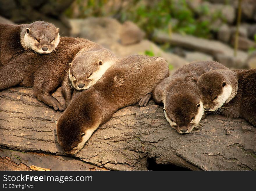 Resting otters