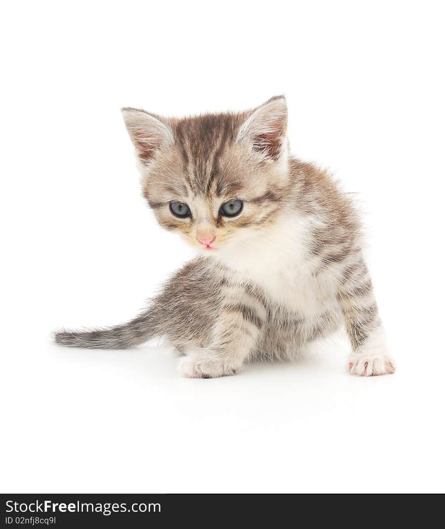 Kitten on a white background