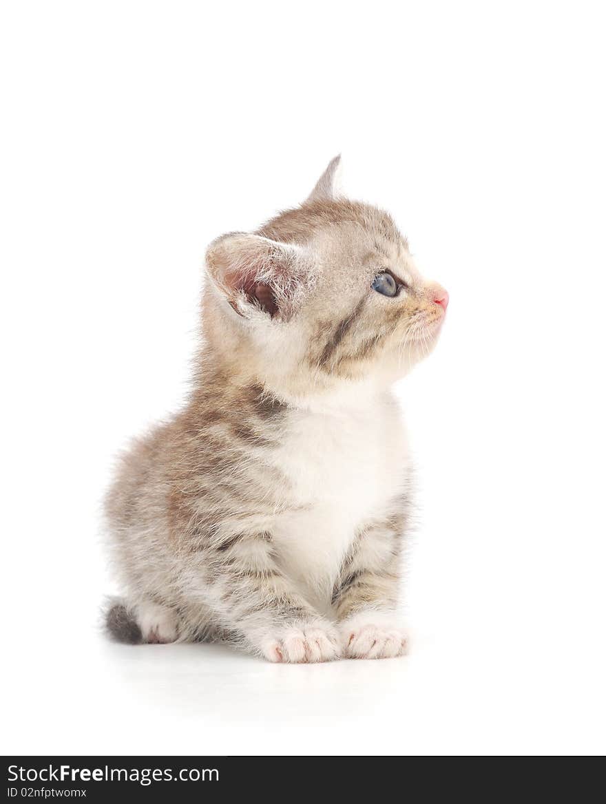 Kitten on a white background