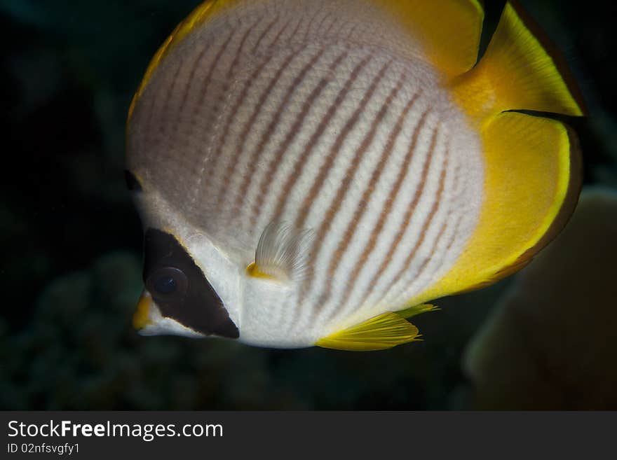 Panda Butterflyfish swimming on coral reef in Indonesia