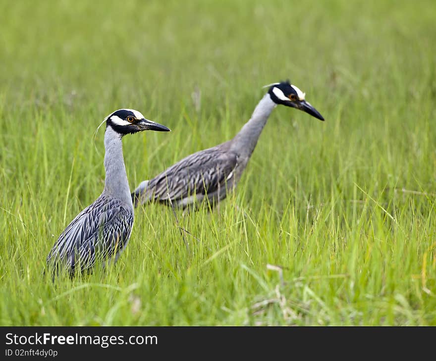 Yellow-crowned night-heron