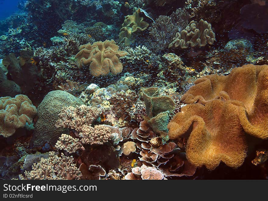 Indonesian Coral reef