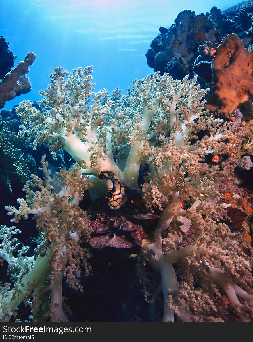 Indonesian Coral reef