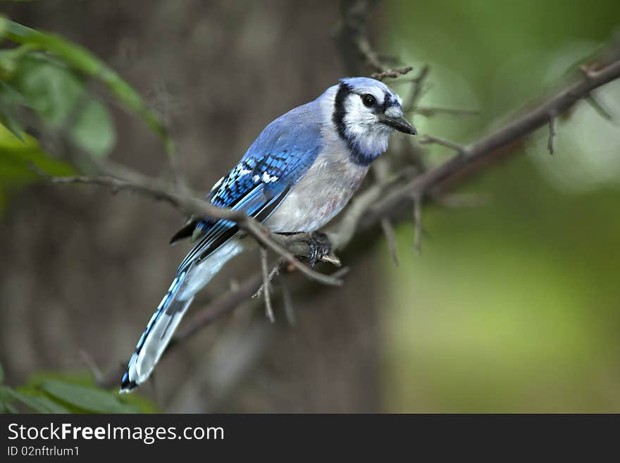 Blue Jay young bird perched on branch in central park in the early morning