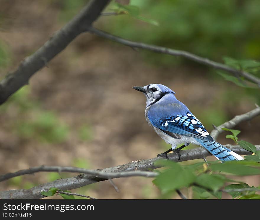 Blue Jay young bird perched on branch in central park in the early morning