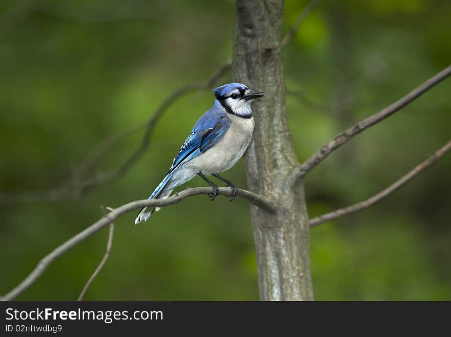 Blue Jay young bird perched on branch in central park in the early morning