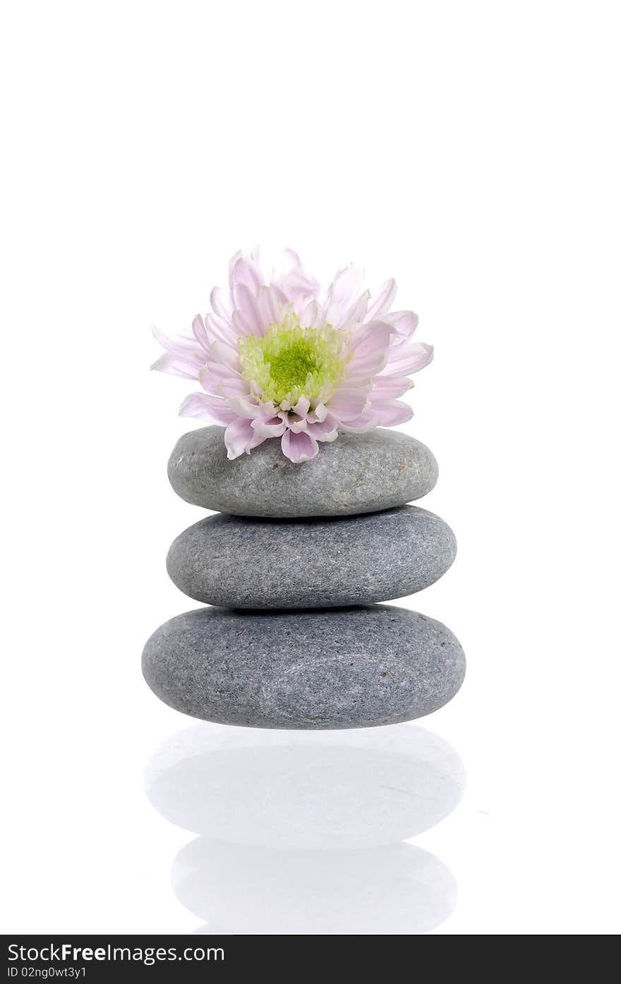 Stack with pink daisy on white background. Stack with pink daisy on white background